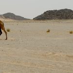 Sverige bör verka för förlängd FN-insats i Västsahara