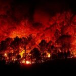 Varför brinner skogen? Lokala svar på ett globalt problem