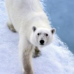 Arktis- smältande isar, isbjörnar på drift och geopolitisk dragkamp om naturresurser