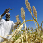 Klimat är politik, också i Sudan